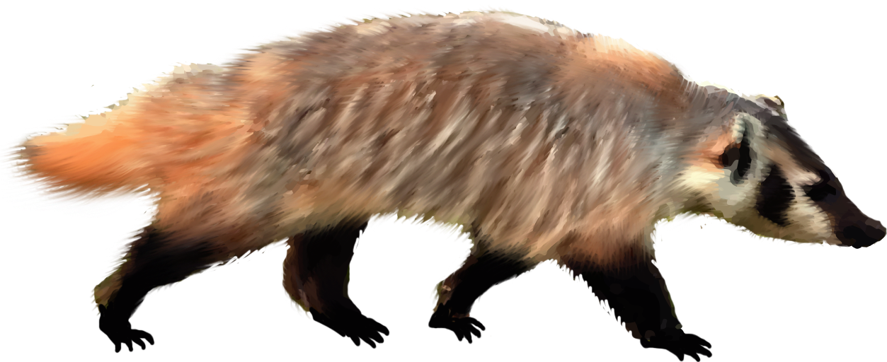 badger