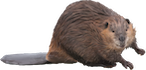 beaver