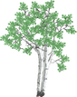 birch tree
