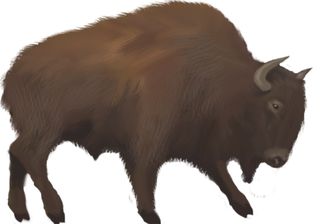bison