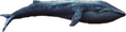 blue whale