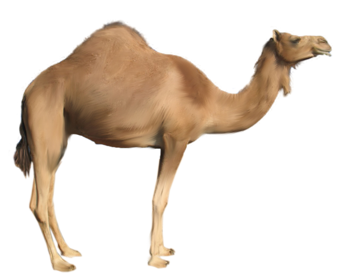 camel