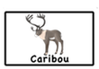 caribou