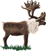 caribou