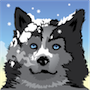 sled dog