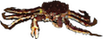 crab