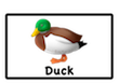 duck