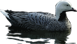 emperor goose