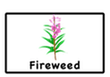 fireweed