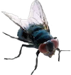 fly