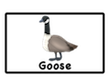 canada goose