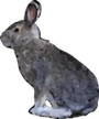 hare