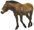 horse