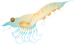 krill