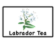 labrador tea