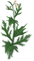 stinkweed