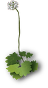 saxifrage