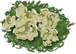 lichen