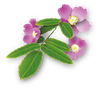 wild rose