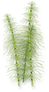 equisetum