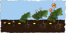 salmonberry lifecycle