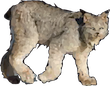 lynx