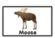 moose