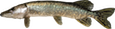 pike