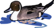 pintail duck