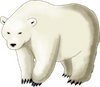 polar bear