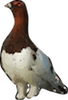 ptarmigan