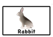 rabbit