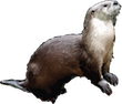 river otter