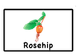 rosehip