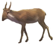 saiga antelope