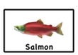salmon