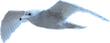 seagull