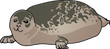 ringed seal