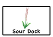 sourdock