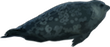 spotted seal