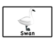 swan
