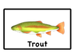 trout