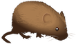 vole