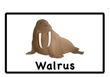 walrus