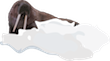 walrus