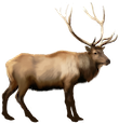wapiti elk