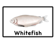 whitefish
