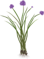 wild chive