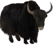yak