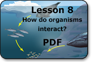 how do organisms interact?